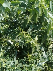 Cocculus diversifolius