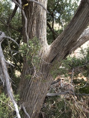 Juniperus arizonica
