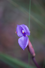 Patersonia occidentalis