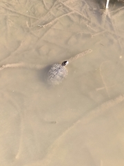 Trachemys scripta