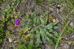 Oxytropis ponomarjevii
