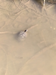Trachemys scripta