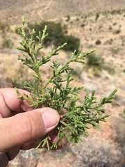 Juniperus arizonica