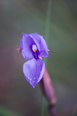 Patersonia occidentalis