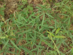 Desmodium tenuifolium