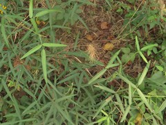 Desmodium tenuifolium