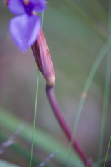 Patersonia occidentalis
