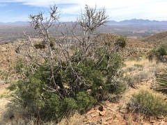 Juniperus arizonica
