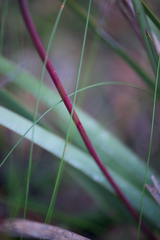 Patersonia occidentalis