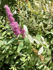 Spiraea salicifolia