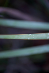 Patersonia occidentalis