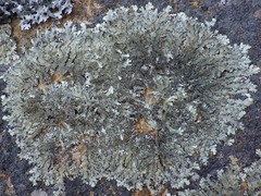 Xanthoparmelia tinctina