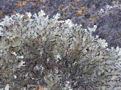 Xanthoparmelia tinctina