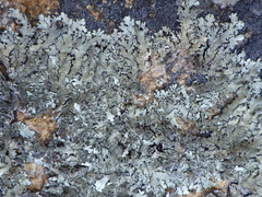 Xanthoparmelia tinctina