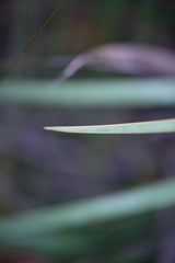 Patersonia occidentalis