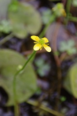 Ranunculus gmelinii