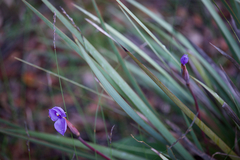 Patersonia occidentalis