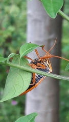 Edessa rufomarginata