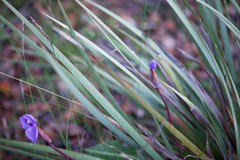 Patersonia occidentalis