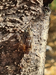 Cicada orni