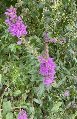 Lythrum salicaria