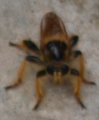 Pogonosoma maroccanum