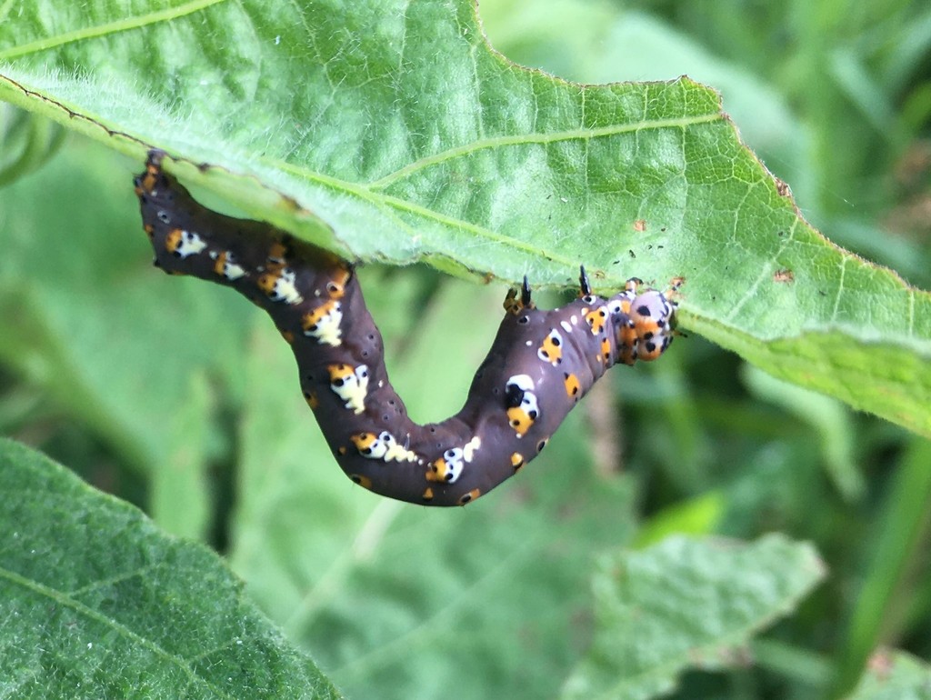 Delightful Bird-dropping Moth