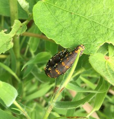 Tarache delecta