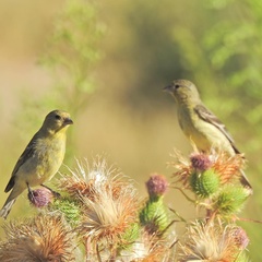 Lesser Goldfinch photo 6