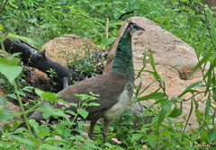 Pavo cristatus