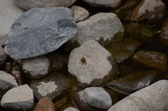 Pogonosoma maroccanum
