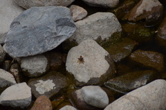 Pogonosoma maroccanum