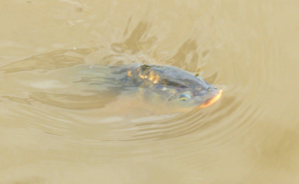 European Carp from Hurst Ln, Auckley, Doncaster DN9 3QY, UK on August
