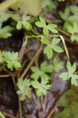Ranunculus gmelinii