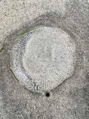 Rhacostoma atlanticum image