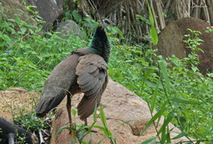Pavo cristatus