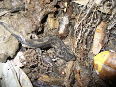 Desmognathus valtos