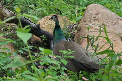 Pavo cristatus