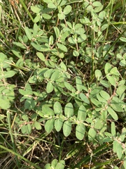 Euphorbia prostrata
