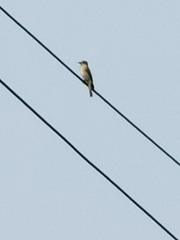 Muscicapa striata