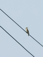 Muscicapa striata