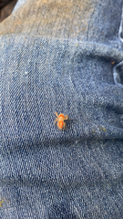 Phidippus cardinalis