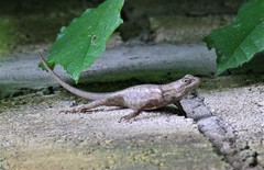 Sceloporus clarkii
