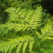 Common Bracken - Photo (c) Ken Potter, some rights reserved (CC BY-NC), uploaded by Ken Potter
