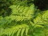Common Bracken - Photo (c) Ken Potter, some rights reserved (CC BY-NC), uploaded by Ken Potter