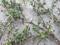 Oenothera humifusa