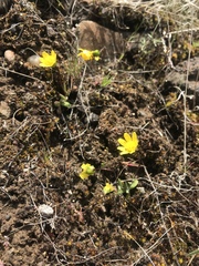 Crocidium multicaule