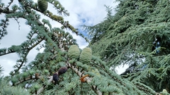 Cedrus deodara