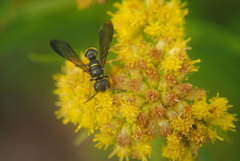 Cerceris atramontensis