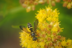 Cerceris atramontensis
